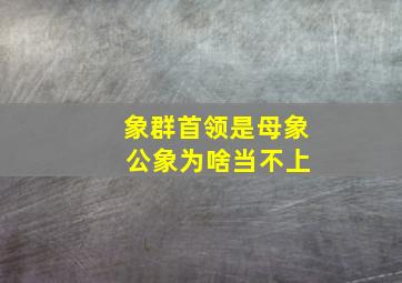 象群首领是母象 公象为啥当不上